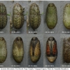 lyc thersamon pupa3 volg11